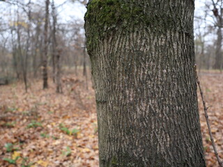 Old majestic tree standing alone in a sunny field on a clear day. Nature landscape with a large crown