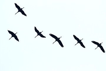 Birds in migration formation, Common Cranes, Grus grus