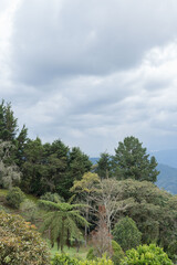 trees in the mountains