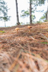mushroom in the forest