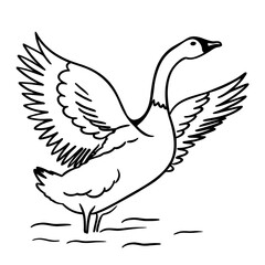 Fototapeta premium dove of peace