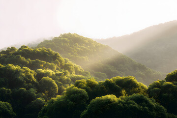 Scenic view of a mountain with a lush green forest, sunlight piercing through the trees, a picturesque moment in nature