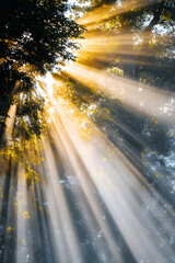 Sunlight streaming through a lush forest canopy, creating a dramatic display of light and shadow
