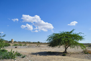 palm trees and blue sky white cloud