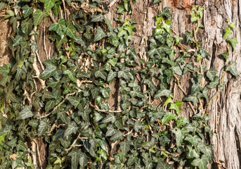 Green ivy leaves growing on rough tree bark texture