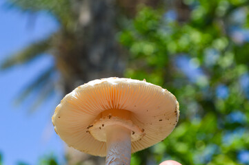 beautiful parasol mushroom fungi in the forest with bokeh background