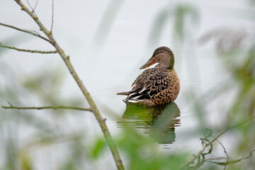 Weibliche Stockente schaut nach links. A female mallard duck looks to the left.