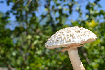 mushroom in the forest with bokeh background