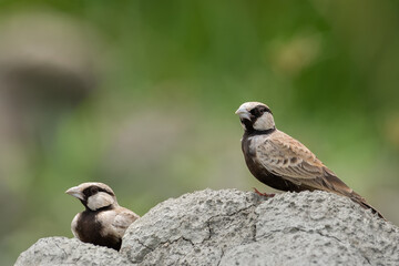 Two beautiful male Ashy-crowned sparrow-lark (Eremopterix griseus) sitting in a blurred background. Rajarhat, West Bengal, India