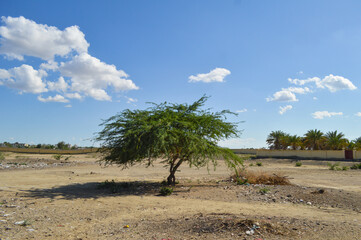 Obraz premium A alone tree landscape outdoor nature with clouds blue sky