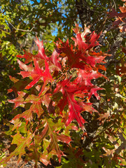 Close up of Southern Red Oak leaves turning bright red and orange under warm autumn sunlight. Sharp lobes, glossy color, and natural forest background create a vibrant seasonal nature image