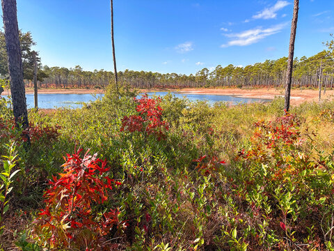 A calm lake sits beside longleaf pine forest and bright red Southern Red Oak foliage in Croatan National Forest. under a clear blue sky, and coastal Carolina vegetation create a peaceful landscape 