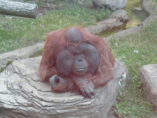 Male orangutan resting on rock with cheek pads © Denis