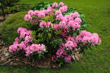 Obraz premium flowering bush of pink rhododendron in the garden. A big red rhododendron tree blooming in the sprint