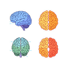 Stunning Human Brain Illustration for Educational and Creative Projects