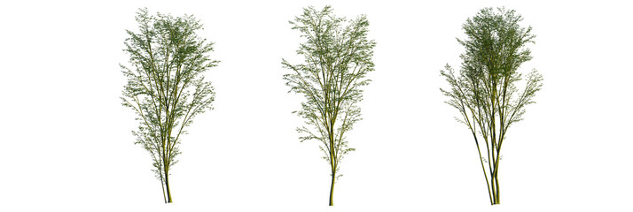 Carpinus turczaninowii tree cutout transparent background, front view, isolate, Three trees with green leaves in natural light, ready to be planted