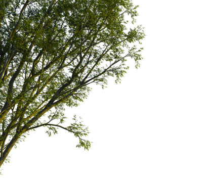 Celtis sinensistree cutout transparent background, Corner view, isolate, Lush tree foliage and branches with rich green leaves against transparency