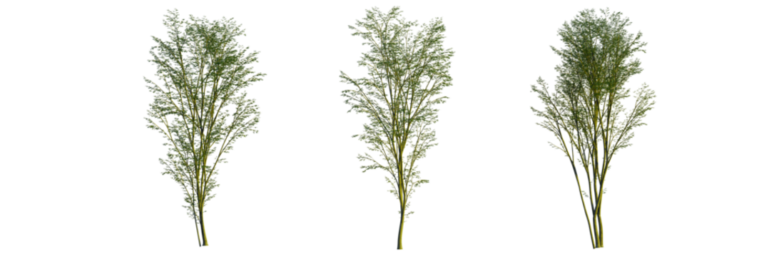 Carpinus turczaninowii tree cutout transparent background, front view, isolate, Three trees with green leaves in natural light, ready to be planted