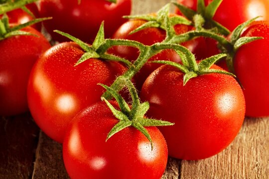 Fresh ripe red tomatoes on the vine