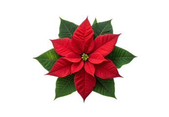 Poinsettia flower displaying red petals and dark green foliage arrangement, isolated on a transparent background