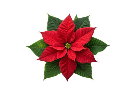 Poinsettia flower displaying red petals and dark green foliage arrangement, isolated on a transparent background
