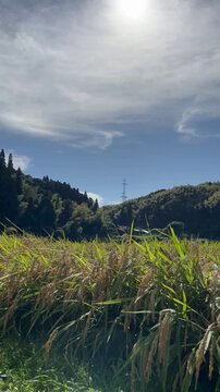 山口県光市向山文庫
明治16年(1883年) 明治になると、2階建ての向山文庫を自費で建て、難波覃庵はみなのために自費で集めた本を、無償で本を貸し出した。新しい時代は、学問が武器になるということを覃庵は知っていたのだろう。 この図書館は、町営図書館ができる昭和初期まで運営されていた。
歴史的図書館、保存のための資金約2000万円を集めています。