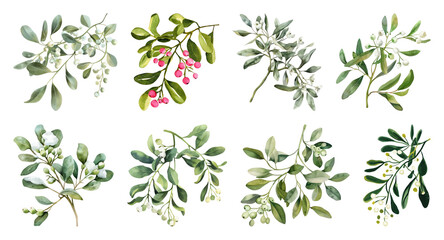 Fototapeta na wymiar Botanical watercolor mistletoe illustrations.
