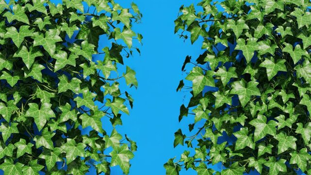 Video Animated ivy growing on a blue screen chroma key background
