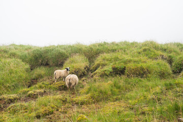 Fototapeta premium Two sheep grazing on lush green hillside, surrounded by tall grass and misty atmosphere, showcasing serene rural landscape and natural beauty