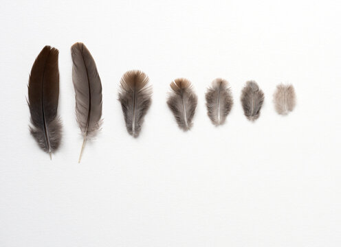 Row of Different Sizes of Song Sparrow Feathers
