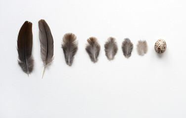 Different Sizes of Song Sparrow Feathers and Egg