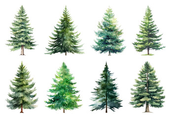 Fototapeta premium Watercolor evergreen tree illustrations.