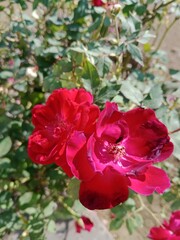 red roses in garden