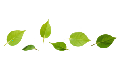 Fresh green leaves display variety of shapes and sizes, showcasing nature beauty and diversity. Perfect for eco friendly themes