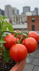 Ripe red tomatoes growing in a rooftop garden with city buildings in background