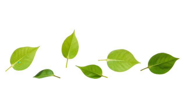 Fresh green leaves display variety of shapes and sizes, showcasing nature beauty and diversity. Perfect for eco friendly themes