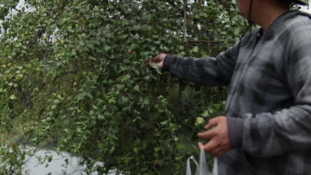 4K footage of a jujube tree full of ripe fruits while a farmer carefully collects seeds in a natural orchard setting.