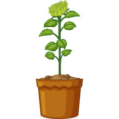 A Potted Green Sunflower Plant With a Yellow Bud Isolated on a Transparent White Background