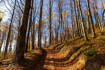 Mountain beech forest on a bright autumn day