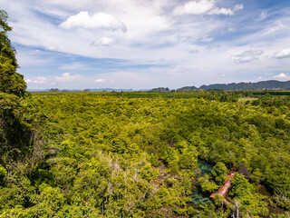 Fototapeta premium Amazing abundant mangrove forest, Aerial view of forest trees Rainforest ecosystem and healthy environment background, Texture of green trees forest top down, High angle view