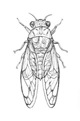 black and white drawing of a cicada insect