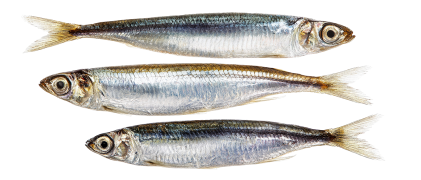 Three fresh fish displayed in a row, showcasing their shiny scales and detailed features, ideal for culinary use or seafood marketing, set against a clean white background