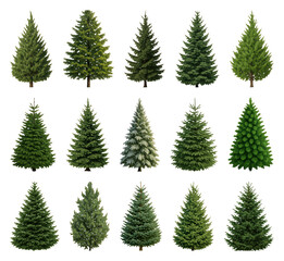 Obraz premium PNG Diverse evergreen tree collection, transparent background