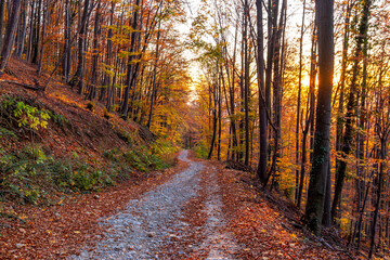 Mountain beech forest on a bright autumn day