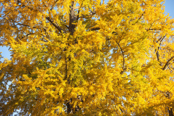 東京の秋、黄金色に輝く銀杏並木と青空 / Golden Ginkgo Tree Avenue and Blue Sky in Autumn, Tokyo, Japan