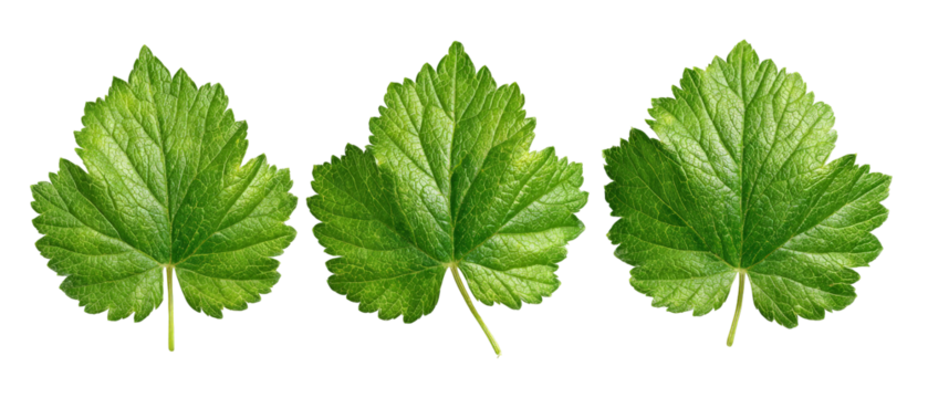 Three vibrant green leaves arranged in a row, showcasing their detailed textures and colors, set against a clean background, ideal for nature-themed designs and illustrations