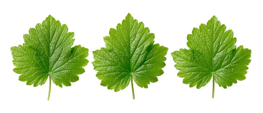A close-up view of three vibrant green leaves arranged in a row, showcasing their intricate vein patterns and textures, against a clean background ideal for nature-themed projects