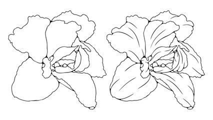 Hand drawn sketch of flower isolated on white background.