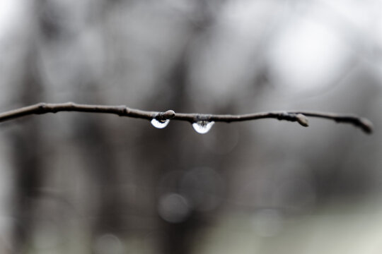 Raindrops Hanging on Bare Twig in Soft Focus — Minimalist Nature Photography of Early Spring Mood