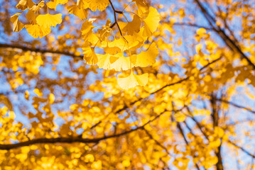東京の秋、黄金色に輝く銀杏並木と青空 / Golden Ginkgo Tree Avenue and Blue Sky in Autumn, Tokyo, Japan